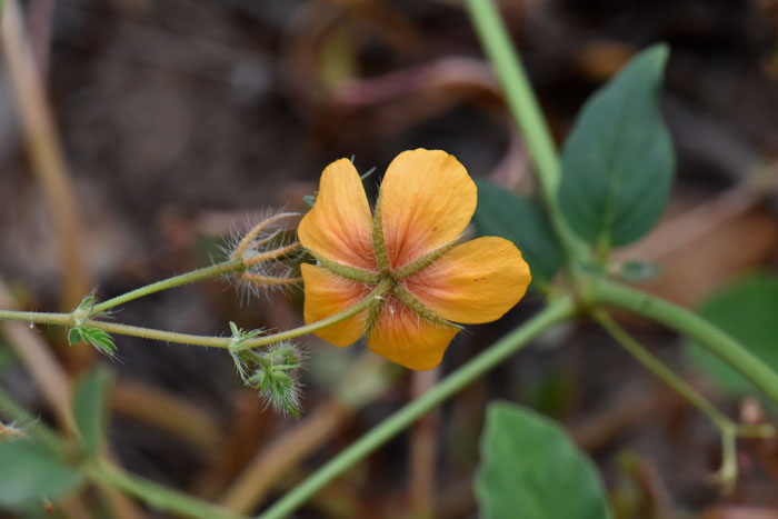 Arizona Poppy has 5 deep orange petals and 5 thin sepals outside of the petals. Kallstroemia grandiflora Arizona Poppy has 5 deep orange petals and 5 thin sepals outside of the petals. Kallstroemia grandiflora